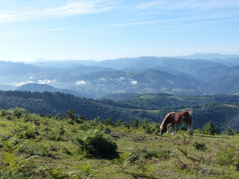 un cheval dans le pays basque